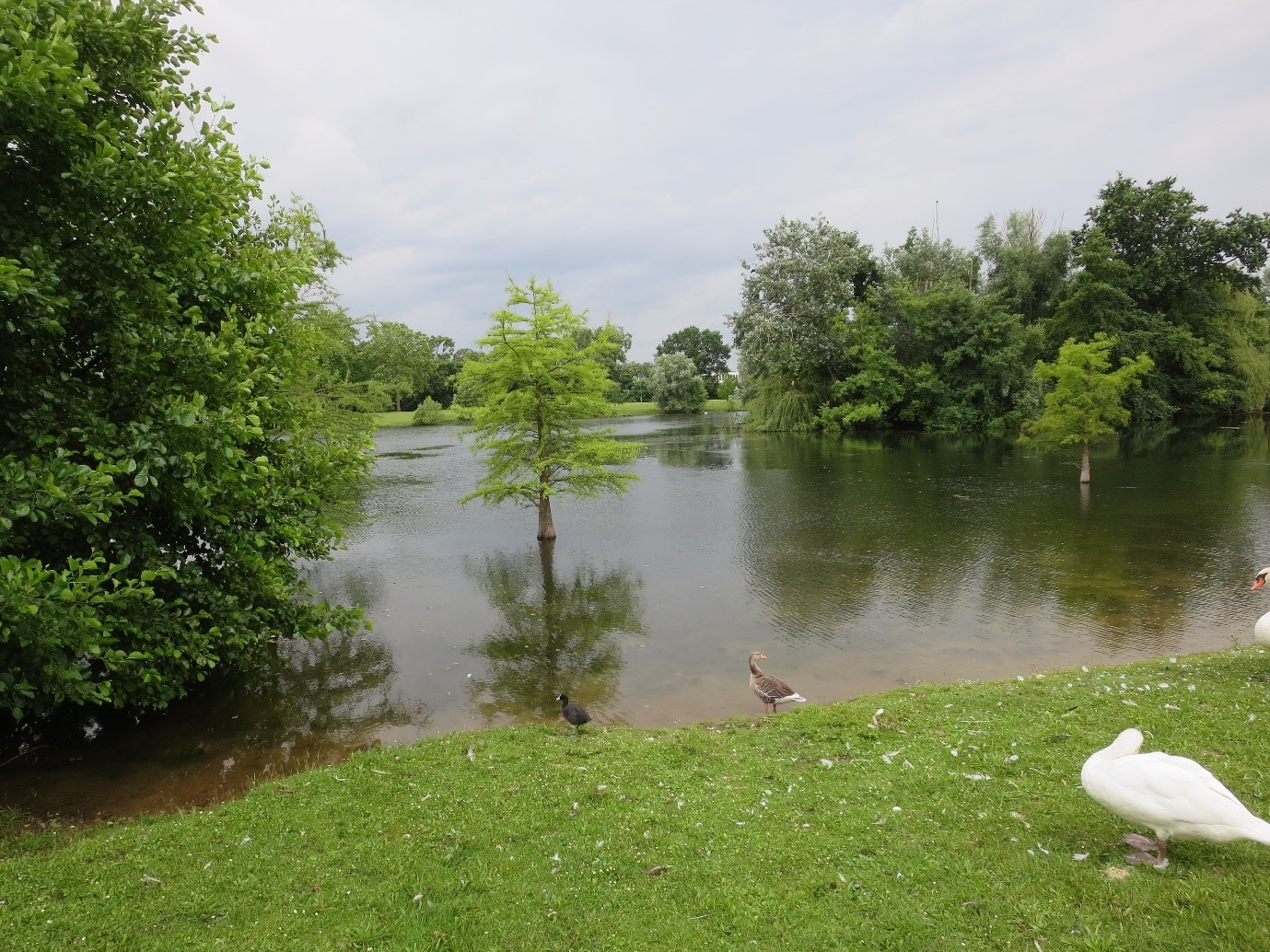 Routinen im Alltag - Ansicht eines Teichs mit Wasservögeln